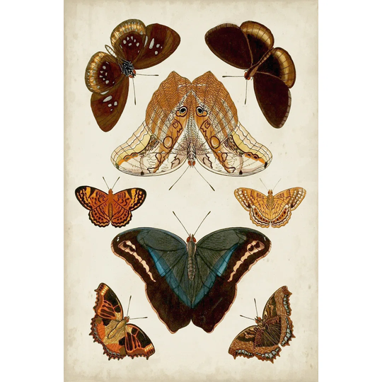 Butterflies Displayed II by Vision Studio - Wrapped Canvas Graphic Art