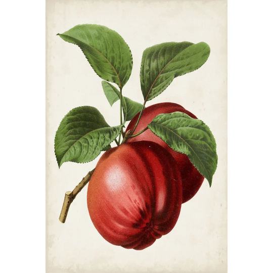 Antique Fruit X by Vision Studio - Wrapped Canvas Graphic Art