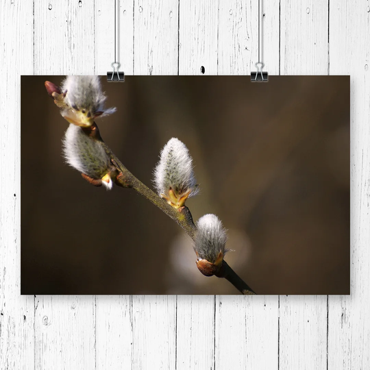 'Pussy Willow Tree' Photographic Print