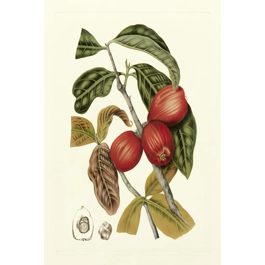 Island Fruits III by B. Hoola Van Nooten - Wrapped Canvas Graphic Art