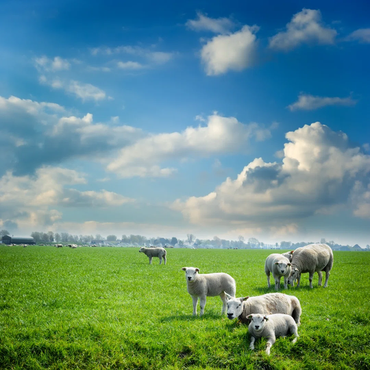 Sheep Herd At Green Field