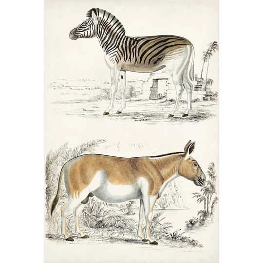 Journal of Natural History V by Georges Cuvier - Wrapped Canvas Graphic Art