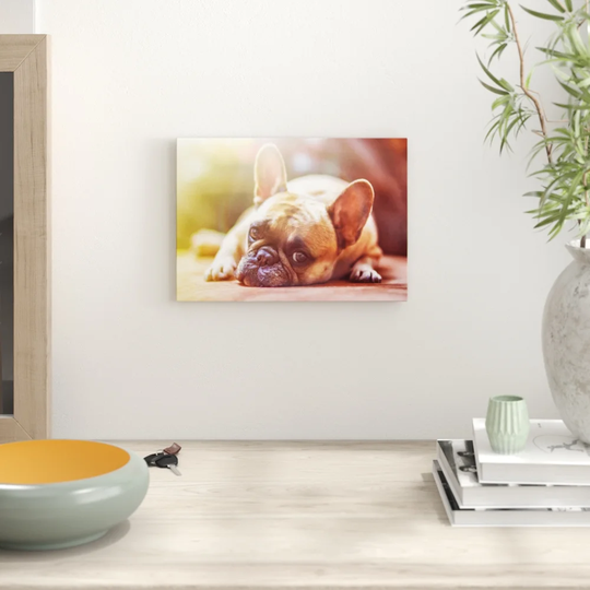 'Resting French Bulldog Dog' Graphic Art