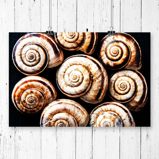 'Snail Shells' Graphic Art