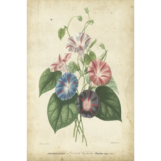 Victorian Bouquet I - Wrapped Canvas Art Prints