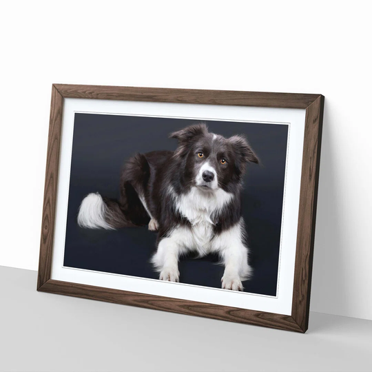 'Border Collie Dog 2' Framed Photographic Print