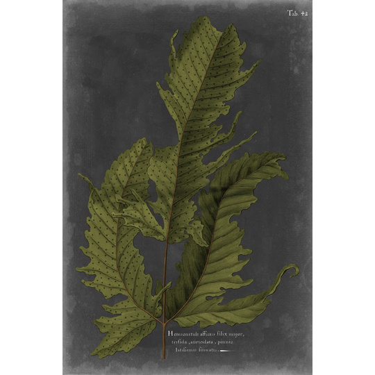 Foliage Dramatique I by Vision Studio - Wrapped Canvas Graphic Art