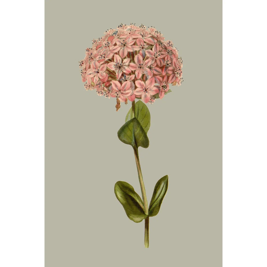 Botanical Array VIII by Vision Studio - Wrapped Canvas Painting