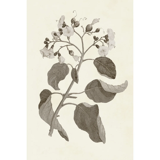Sepia Botanicals VII - Wrapped Canvas Painting
