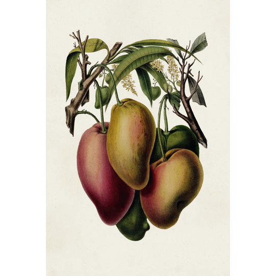 Fruit Of The Tropics V