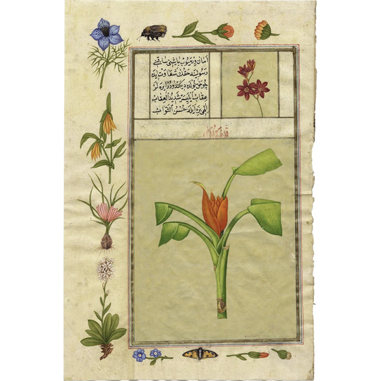 India Nature Study IV by Illuminations - Wrapped Canvas Graphic Art