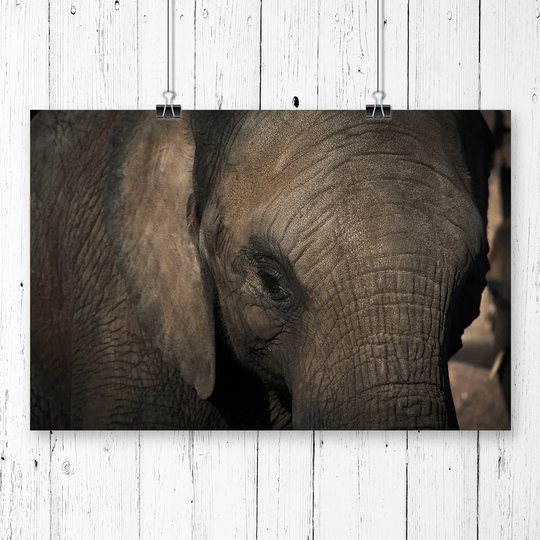 'Elephant Close Up' Photographic Print
