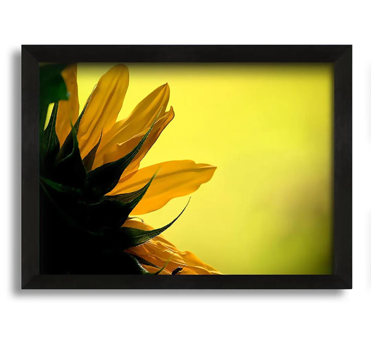 Sunflowers Macro - Picture Frame Photograph on Canvas