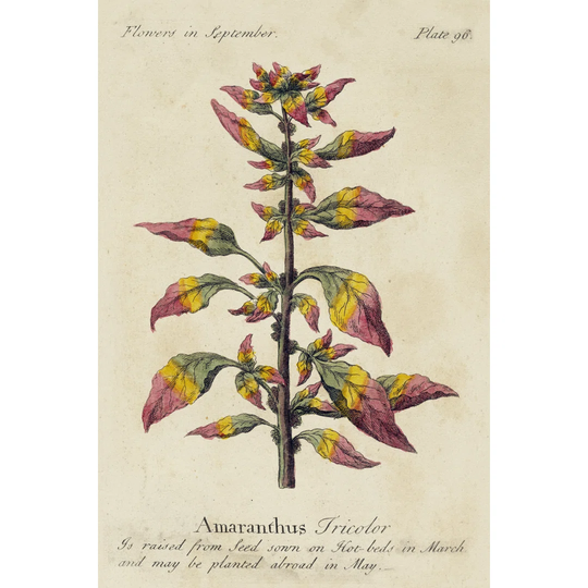 Gardeners Guide VI