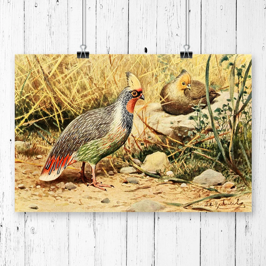 'Vintage Blood Pheasant' by W Kuhnert Graphic Art