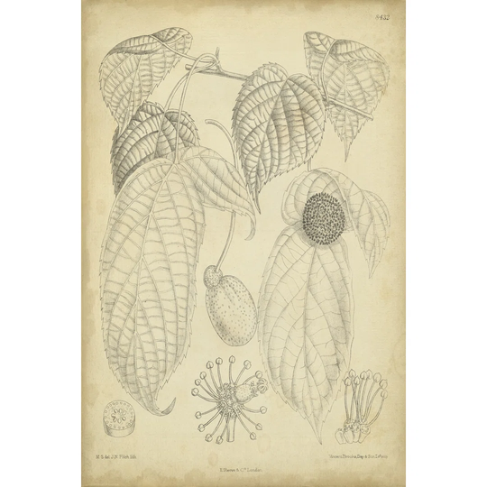 Vintage Curtis Botanical III by Curtis - Wrapped Canvas Art Prints