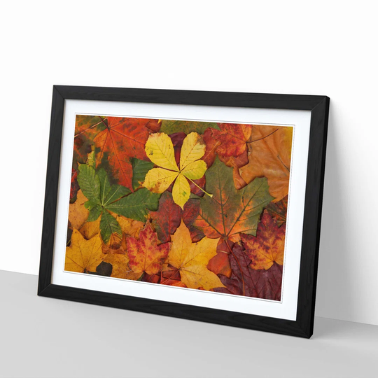 'Autumn Leaves 2' Framed Photographic Print