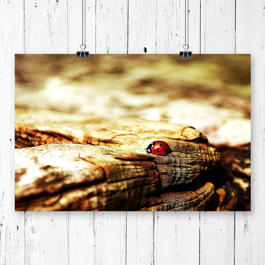 'Red Ladybird Insect' Graphic Art