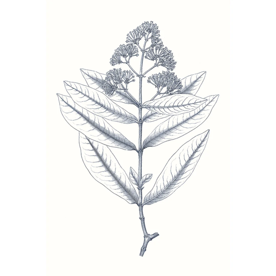 Indigo Botany Study I by Vision Studio - Wrapped Canvas Graphic Art