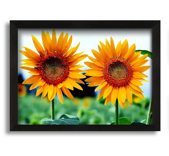 Twin Sunflowers - Picture Frame Graphic Art on Canvas