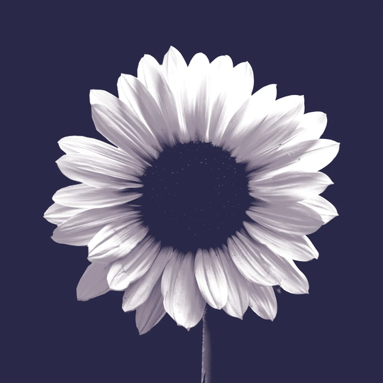 Navy Sunflower - Wrapped Canvas Photograph Print