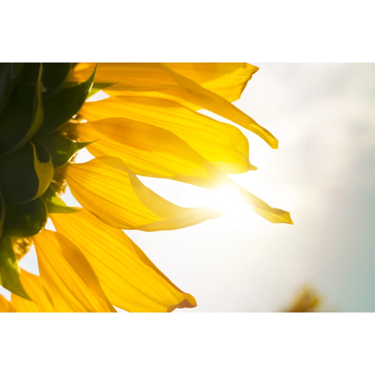 Close up Sunflower with Sunlight by Tomwang112 - Wrapped Canvas Photograph