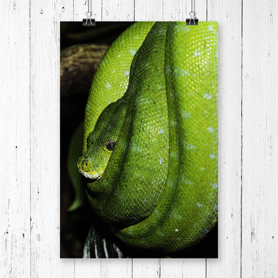 'Green Tree Python Snake' Graphic Art