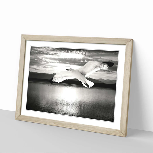 'Seagull Bird 4' Framed Photographic Print