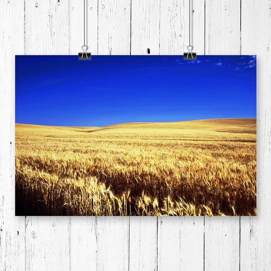 'Landscape Kansas Wheat Field USA' Graphic Art