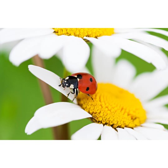 Ladybug Sits on a Chamomile Flower - Wrapped Canvas Photograph