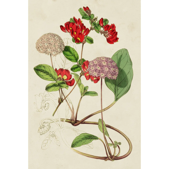 Paxton Botanical Pairing III - Unframed Painting