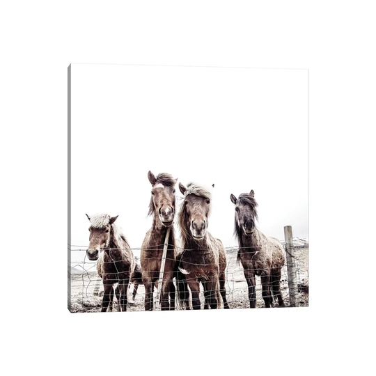 Iceland Horses Faxi And Fifi Square by Monika Strigel - Photograph on Canvas