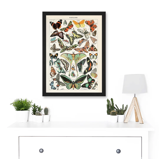Millot Encyclopedia Vintage Variety Butterflies Moths Nature - Picture Frame Graphic Art on Paper