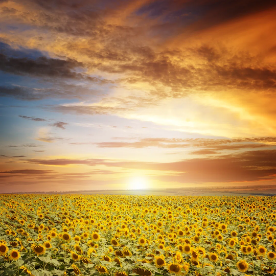 Beautiful Sunset Over Sunflowers Field