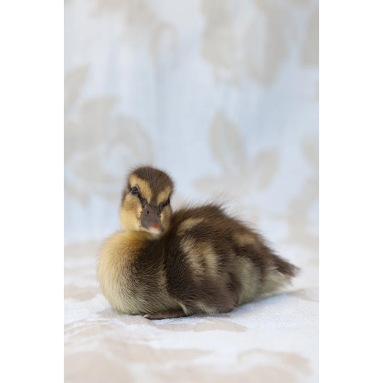 Peanut by Tim OToole - Wrapped Canvas Photograph