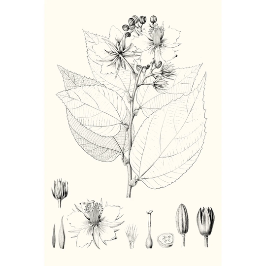 Illustrative Leaves III by Vision Studio - Wrapped Canvas Drawing