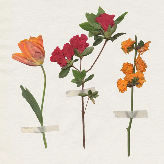Backyard Variety II by Annie Warren - Wrapped Canvas Graphic Art
