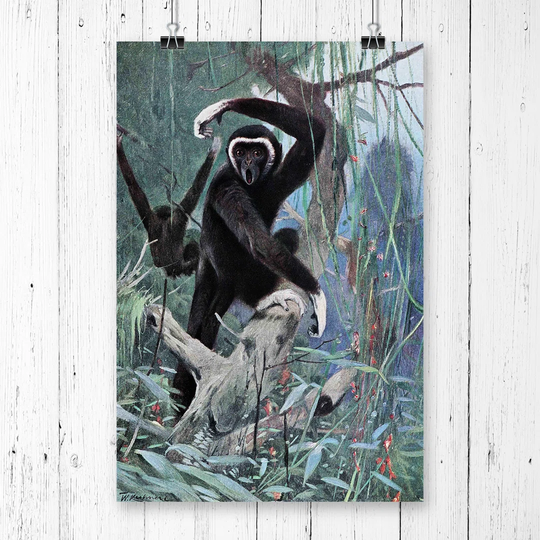 'Vintage White-handed Gibbon' by W Kuhnert Graphic Art