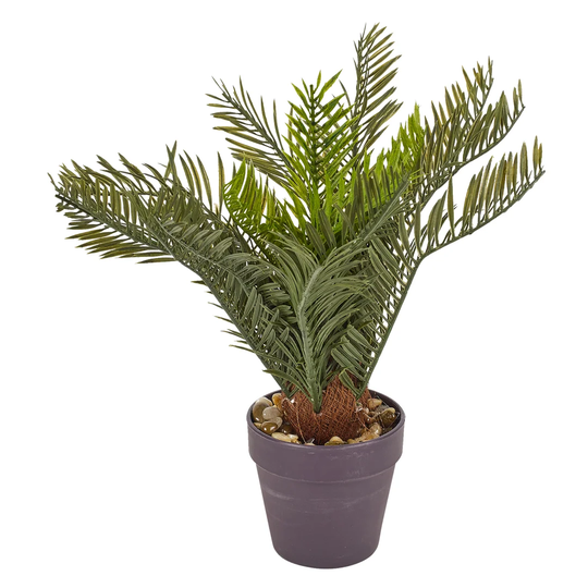 Palmtree In Brown Pot 30Cm