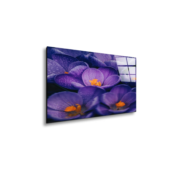 Purple Crocus - Unframed Photograph on Glass