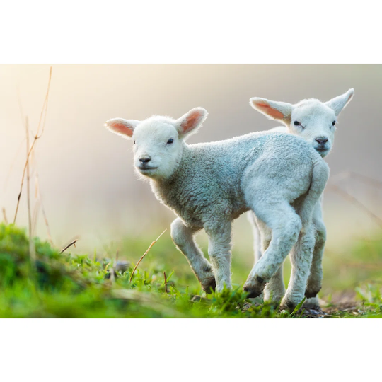 Cute Young Lambs on Pasture by Jag_cz - Wrapped Canvas Photograph