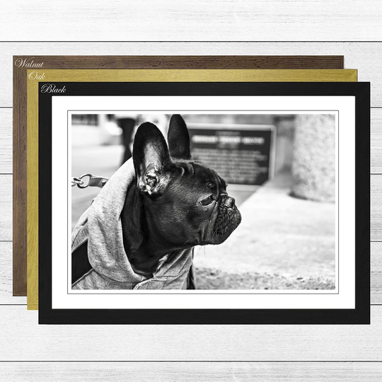 Black French Bulldog Framed Photographic Print