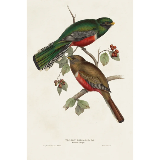 Elegant Trogons VI by John Gould - Wrapped Canvas Painting