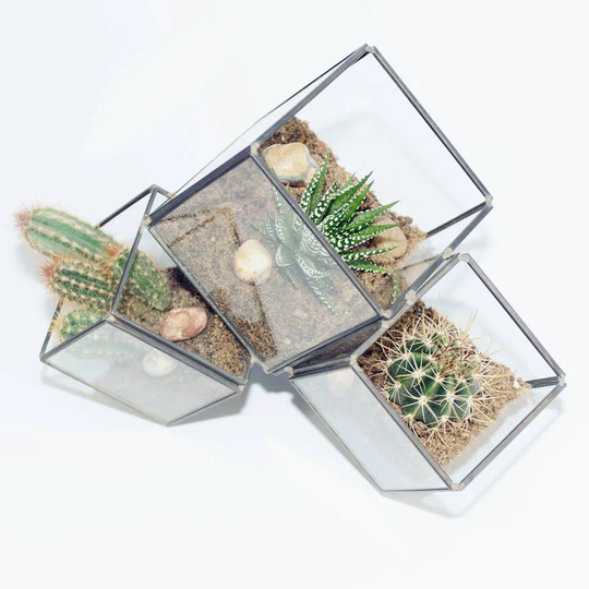 SantaCruz Glass Terrarium
