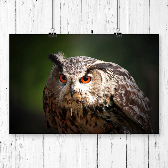 'Owl Bird' Photographic Print
