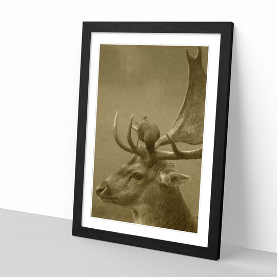 'Stag and Bird' Framed Photographic Print