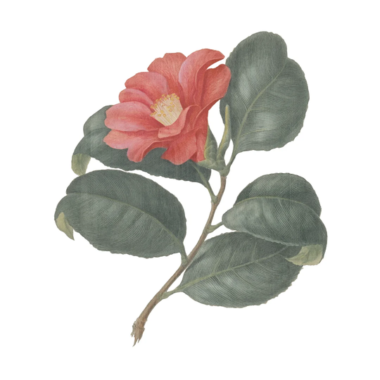 Monument Etching Tile Flowers VII by Wild Apple Portfolio - Wrapped Canvas Painting