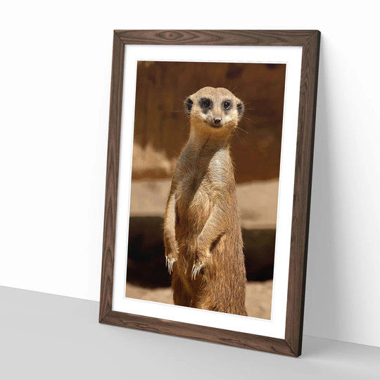 'Meerkat 2' Framed Photographic Print