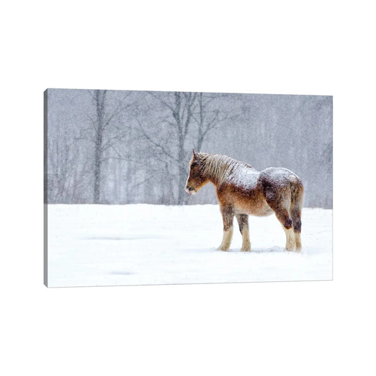 Stoic by David Gardiner - Wrapped Canvas Photograph
