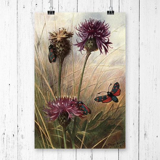 'Vintage Thorburn Butterfly Six-Spot Burnet' Graphic Art